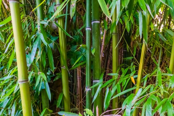 Bamboo Trimming in West Fargo