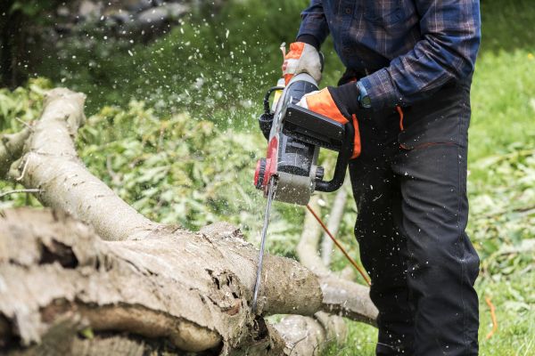 Branch Removal Service in West Fargo