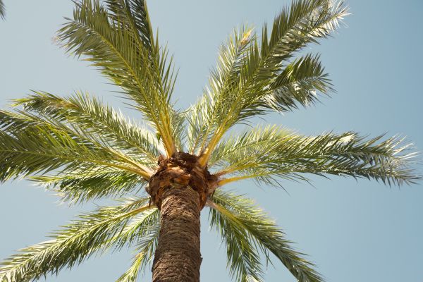 Palm Tree Pruning in West Fargo