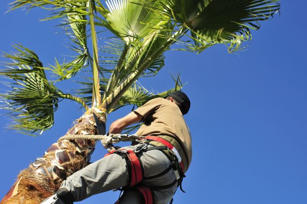 Palm Tree Trimming in West Fargo