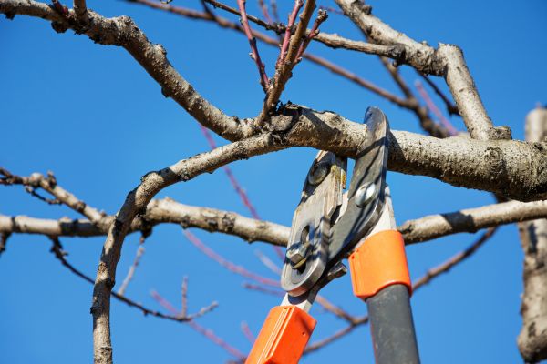 Residential Tree Service in West Fargo