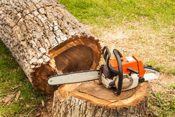 Tree Cutting Service in West Fargo