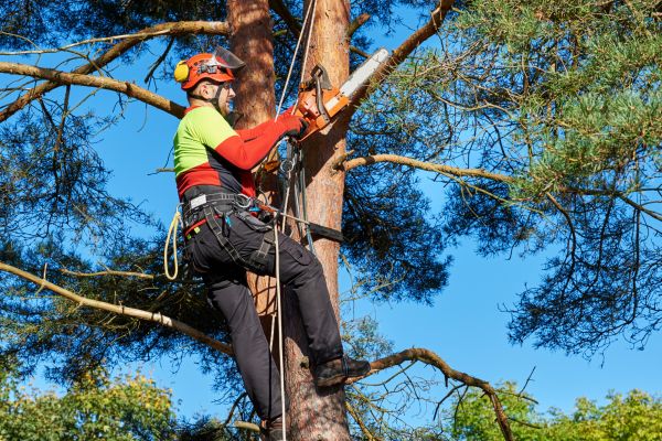 Tree Service in West Fargo