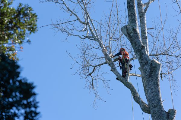 Tree Topping Service in West Fargo