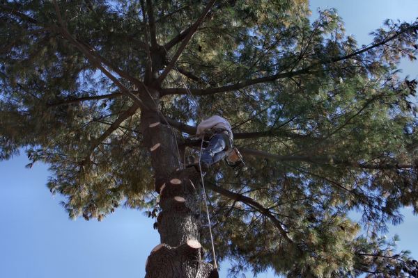 Trimming Service in West Fargo