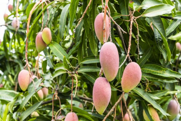 Mango Tree Trimming in West Fargo