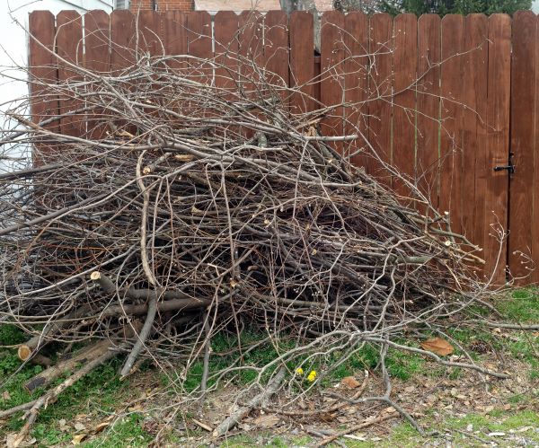 Dead Branch Removal in West Fargo