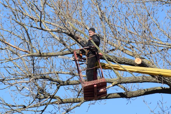 Emergency Tree Trimming in West Fargo
