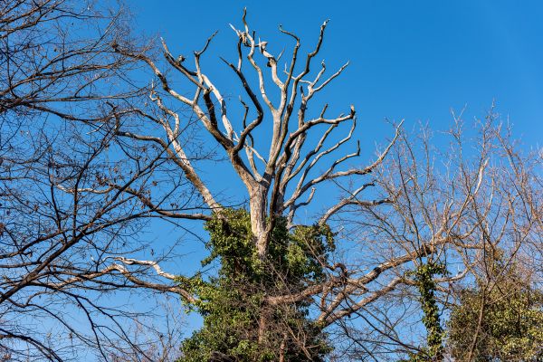 Deadwood Removal in West Fargo