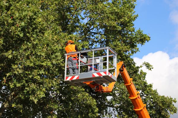Commercial Tree Service in West Fargo