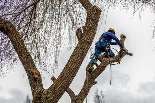 Tree Maintenance Service in West Fargo