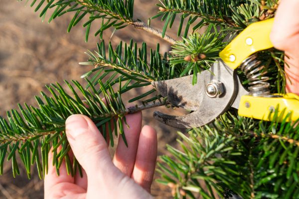 Pine Tree Pruning in West Fargo