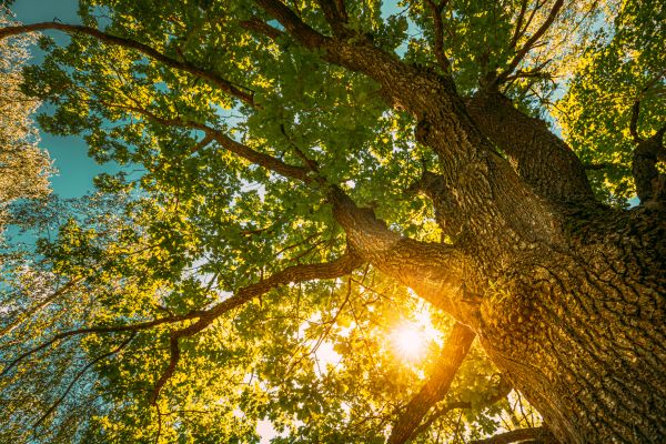 Oak Tree Pruning in West Fargo