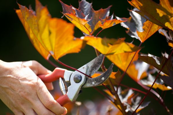 Maple Tree Pruning in West Fargo