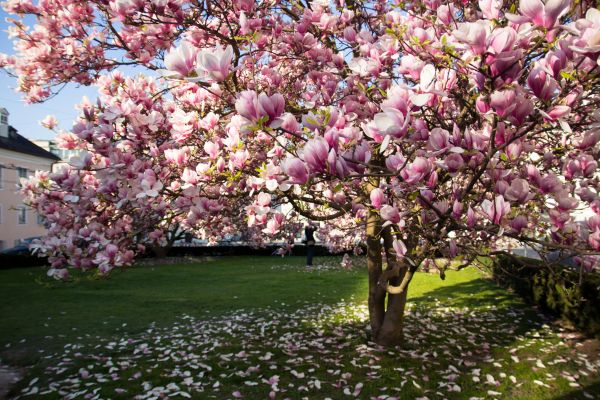 Magnolia Tree Pruning in West Fargo
