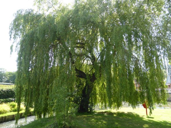 Willow Tree Trimming in West Fargo