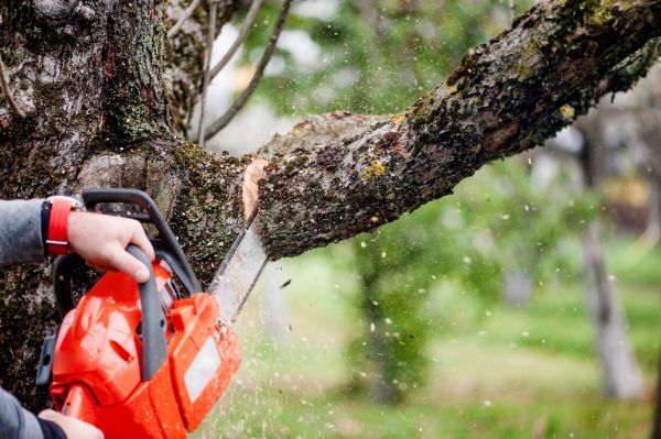 Tree Limbs Removal in West Fargo