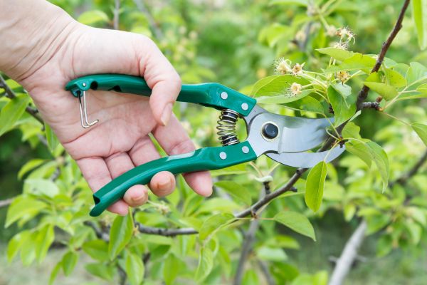 Pear Tree Pruning in West Fargo