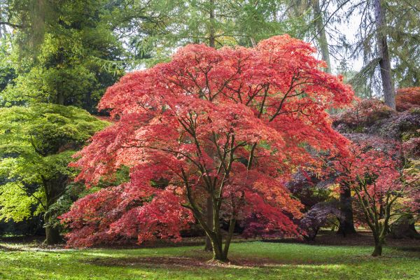 Japanese Maple Pruning in West Fargo
