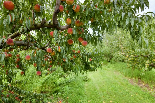 Peach Tree Pruning in West Fargo