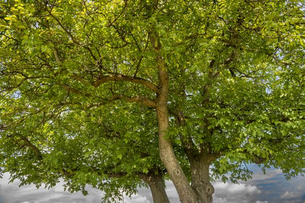 Walnut Tree Trimming in West Fargo