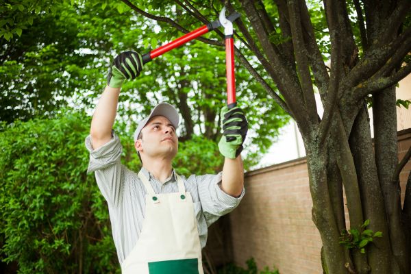Tree Limb Pruning in West Fargo