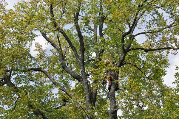 Tree Crown Shaping in West Fargo