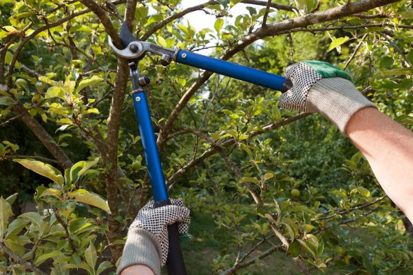 Residential Tree Pruning in West Fargo