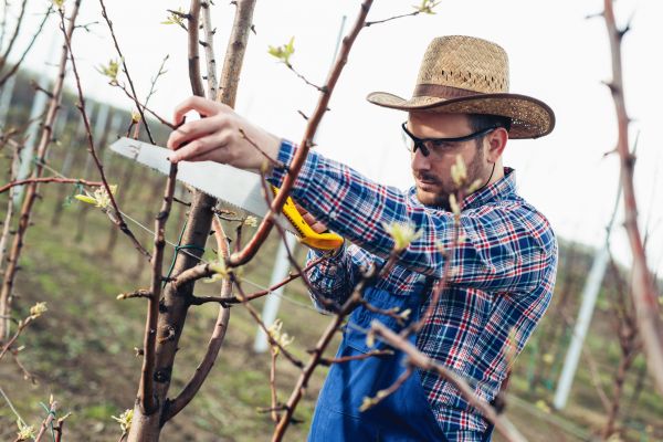 Orchard Tree Pruning in West Fargo
