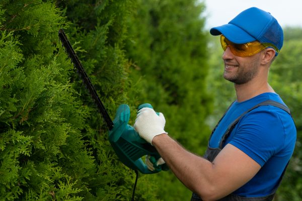 Tree Shaping Service in West Fargo