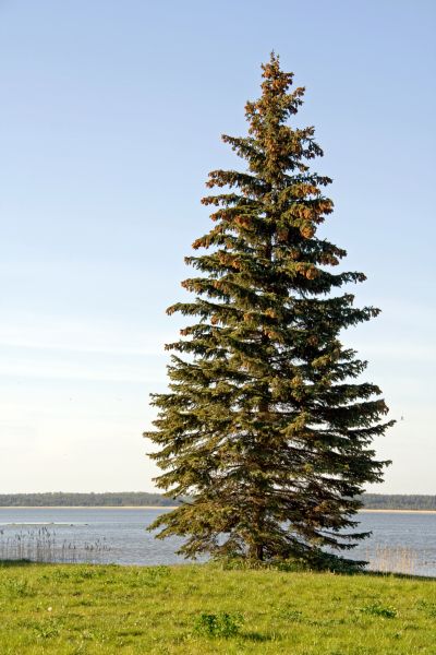 Spruce Tree Pruning in West Fargo