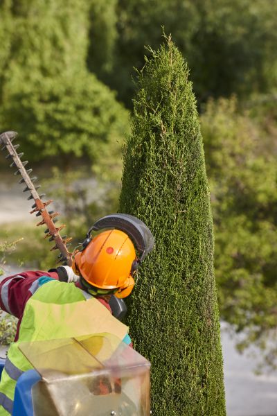 Cypress Tree Trimming in West Fargo