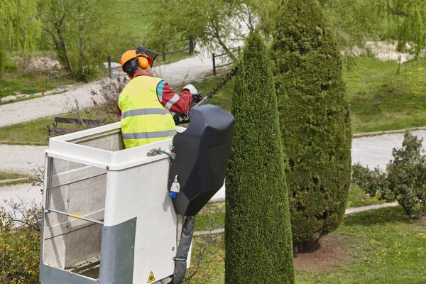Cypress Tree Pruning in West Fargo