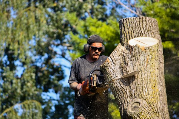 Ash Tree Pruning in West Fargo