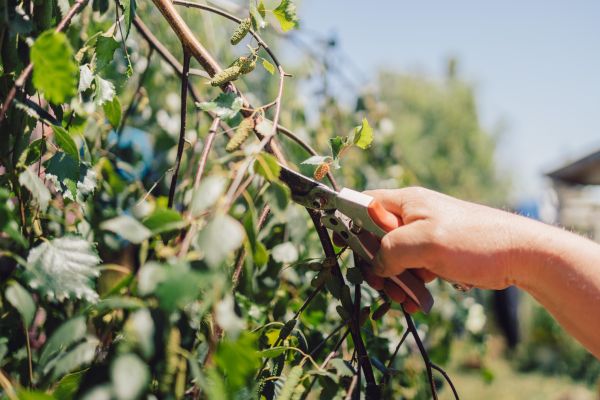 Birch Tree Pruning in West Fargo