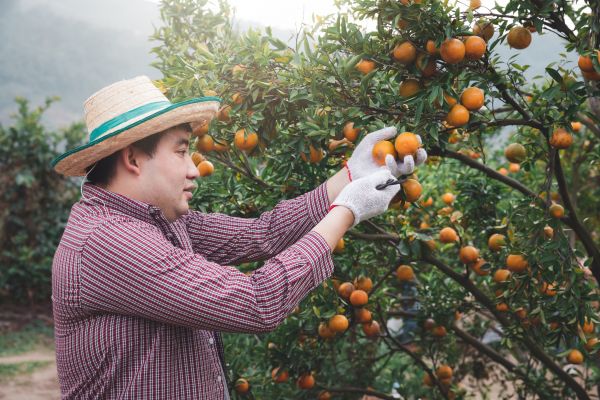 Orange Tree Pruning in West Fargo
