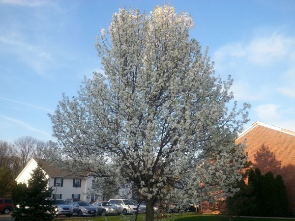 Bradford Pear Tree Pruning in West Fargo