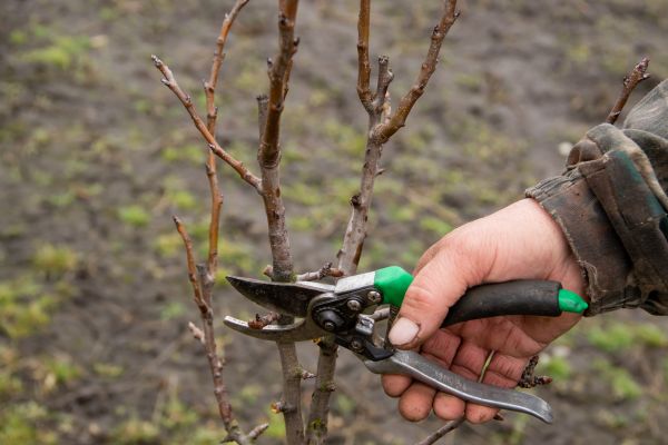 Pear Trees Pruning in West Fargo