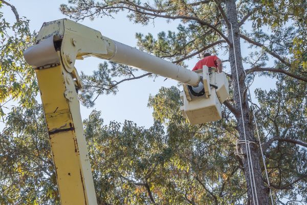Limbs Trimming in West Fargo