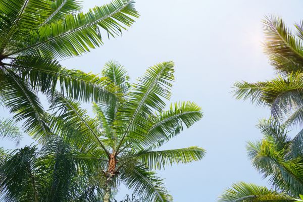 Queen Palm Tree Trimming in West Fargo