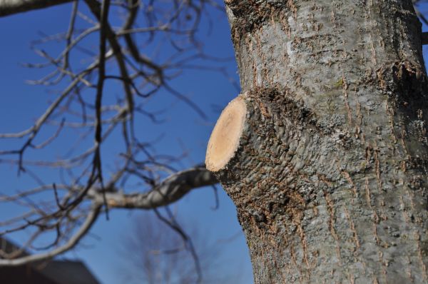 Limb Pruning in West Fargo