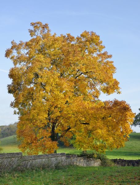 Hickory Tree Trimming in West Fargo