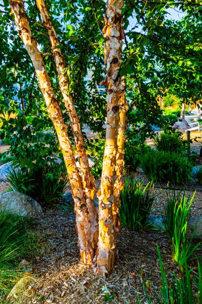 River Birch Trimming in West Fargo
