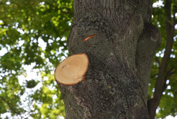 Limb Cutting in West Fargo