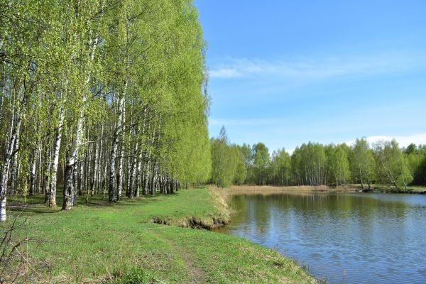 River Birch Pruning in West Fargo