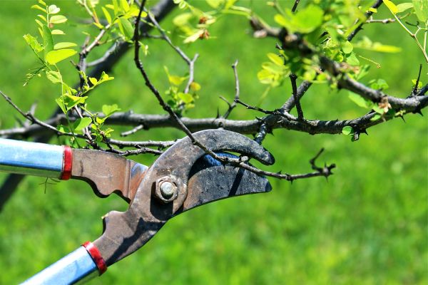 Branches Pruning in West Fargo