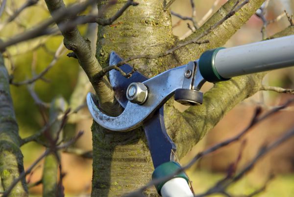Tree Limb Trimming Service in West Fargo
