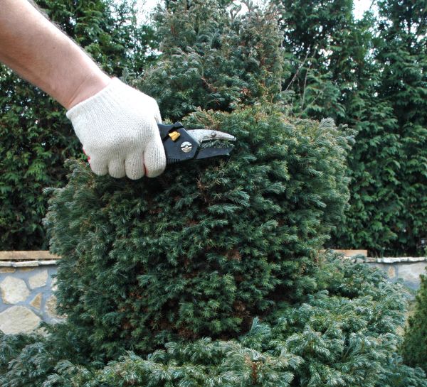 Ornamental Tree Trimming in West Fargo