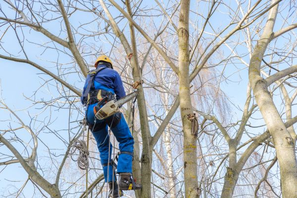 Large Tree Trimming in West Fargo