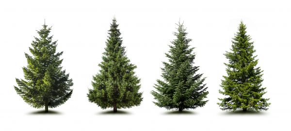 Cost of Pine Tree Trimming in West Fargo